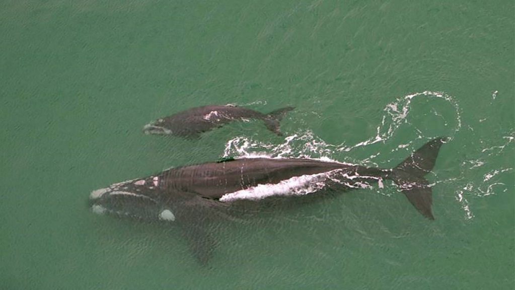Faculty of Science | Te whare Pūtaiao (@scienceuoa) on Twitter photo “Even though we have stopped hunting whales, our actions are now indirectly impacting their populations through climate change.”
Read more about the latest research by <a href="/EmzLCarroll/">Emma Carroll</a> <a href="/Gideonvdb/">Gideon van den Berg</a> 🐳 ⬇️
auckland.ac.nz/en/news/2020/1… “Even though we have stopped hunting whales, our actions are now indirectly impacting their populations through climate change.”
Read more about the latest research by <a href="/EmzLCarroll/">Emma Carroll</a> <a href="/Gideonvdb/">Gideon van den Berg</a> 🐳 ⬇️
auckland.ac.nz/en/news/2020/1…