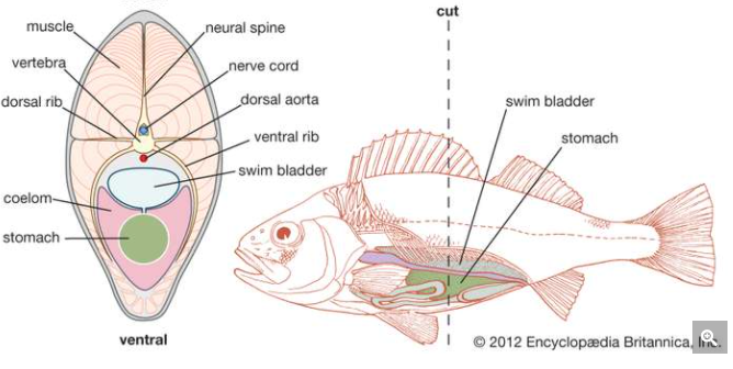 Exaptation is common in biology. Another one in Darwin's notes- The swim bladder in fish. Original function in fish was for floatation. Then exapted for respiration.