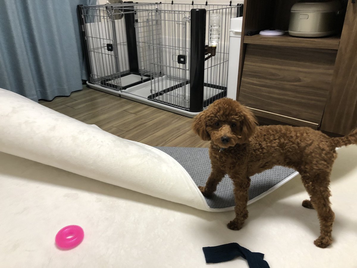 びびちゃん ぴーちゃん カーペットひっくり返して ドヤッ いやいや やめて ドヤッ ズゴイやろぅ はい ズゴイ腕前です もう 戻してもらえまへんか ドヤッ 犬 トイプードル ペット 子犬 愛犬 犬との暮らし 犬好き