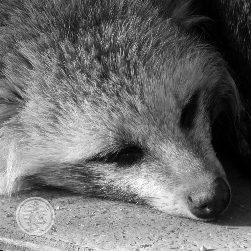 yanagomi's tweet photo. ■只今10時02分 ● #TobuTime ● #東武の時間 です■
2020年。 #東武動物公園 にも、虹の橋を渡った仲間たちがいました。
#ミナミシロサイ #ヨシコ
#エゾヒグマ #イナオ
#キングペンギン #アラシ #ツバキ
#ホンドタヌキ #ミコ
そしてほかの多くの仲間たちの魂が平安であらんことを。
R.I.P. https://t.co/Y28b8EzPT5