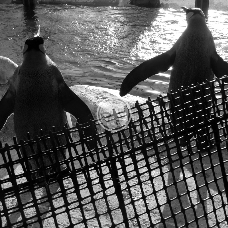 yanagomi's tweet photo. ■只今10時02分 ● #TobuTime ● #東武の時間 です■
2020年。 #東武動物公園 にも、虹の橋を渡った仲間たちがいました。
#ミナミシロサイ #ヨシコ
#エゾヒグマ #イナオ
#キングペンギン #アラシ #ツバキ
#ホンドタヌキ #ミコ
そしてほかの多くの仲間たちの魂が平安であらんことを。
R.I.P. https://t.co/Y28b8EzPT5