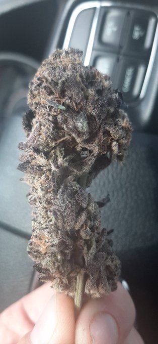 Animal Mintz and MAC😍😍😍😍 https://t.co/4pJfYwLxbO