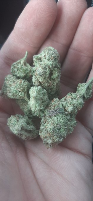 Animal Mintz and MAC😍😍😍😍 https://t.co/4pJfYwLxbO