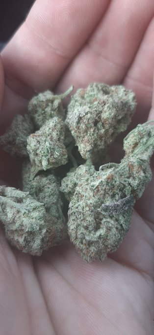 Animal Mintz and MAC😍😍😍😍 https://t.co/4pJfYwLxbO