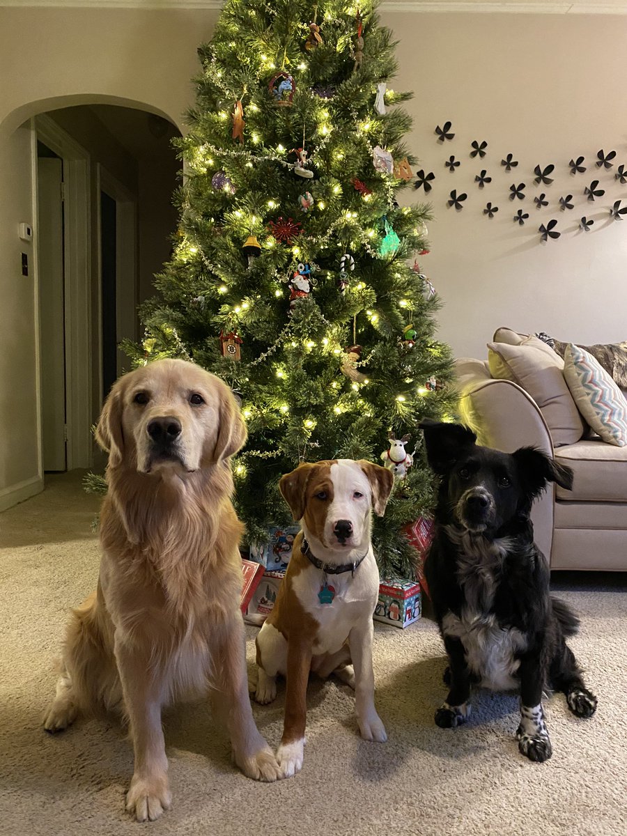 LV Therapy Dogs tweet media