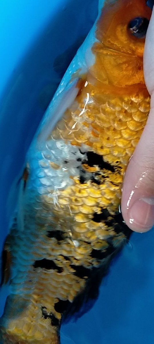 秋 経過報告4 塩浴10日目で完治と判断した これ以上続けるのも良くないので 一旦塩浴は終了 初期の赤斑病くらいなら塩浴で治ることが参考になれば幸い 錦鯉 Nishikigoi 病気 寄生虫 赤斑病 秋 経過報告4 塩浴10日目で完治と判断した これ以上続けるのも良くないので 一旦塩浴は終了 初期の赤斑病くらいなら塩浴で治ることが参考になれば幸い 錦鯉 Nishikigoi 病気 寄生虫 赤斑病