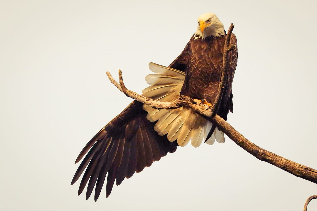 ETrefney's tweet photo. A Washington DC bald eagle.
#FlyEaglesFly #canonphotography #Eagle https://t.co/lngtbqAhSx