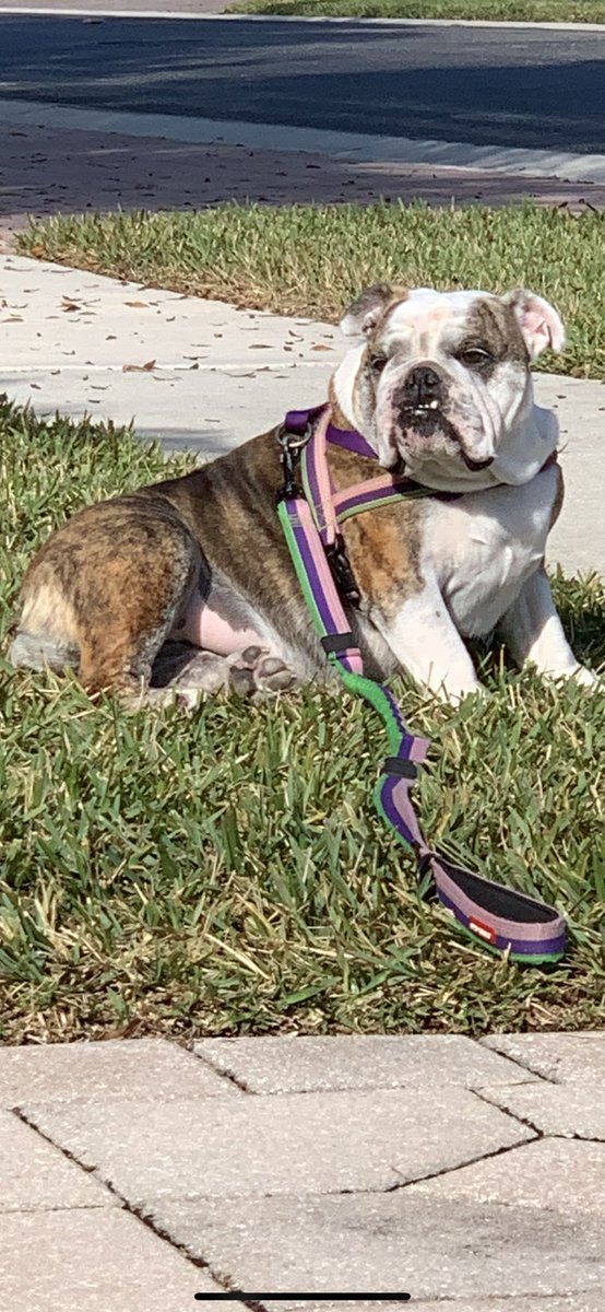 AnglerMasked's tweet image. Hey gang, headed to the mountains for a vacay. Trust me this Florida gal will have her warm sweater ready to go!🐶🐶#Bulldogs