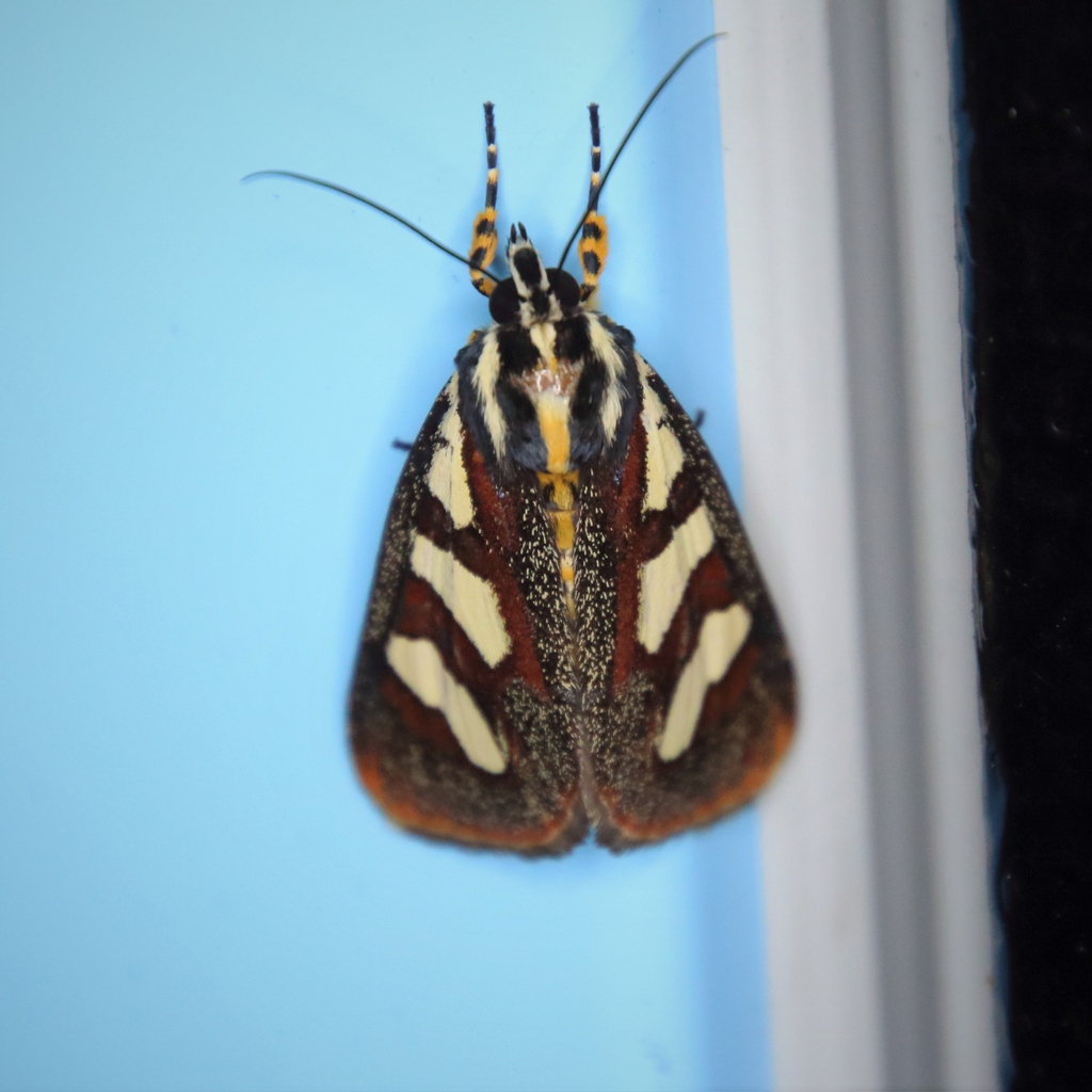 MondayMoth's tweet photo. Aegocera bimacula

#mothmonday #moth #lepidoptera #mondaymoth #entomology #bugpics https://t.co/DVDRfNbUbG