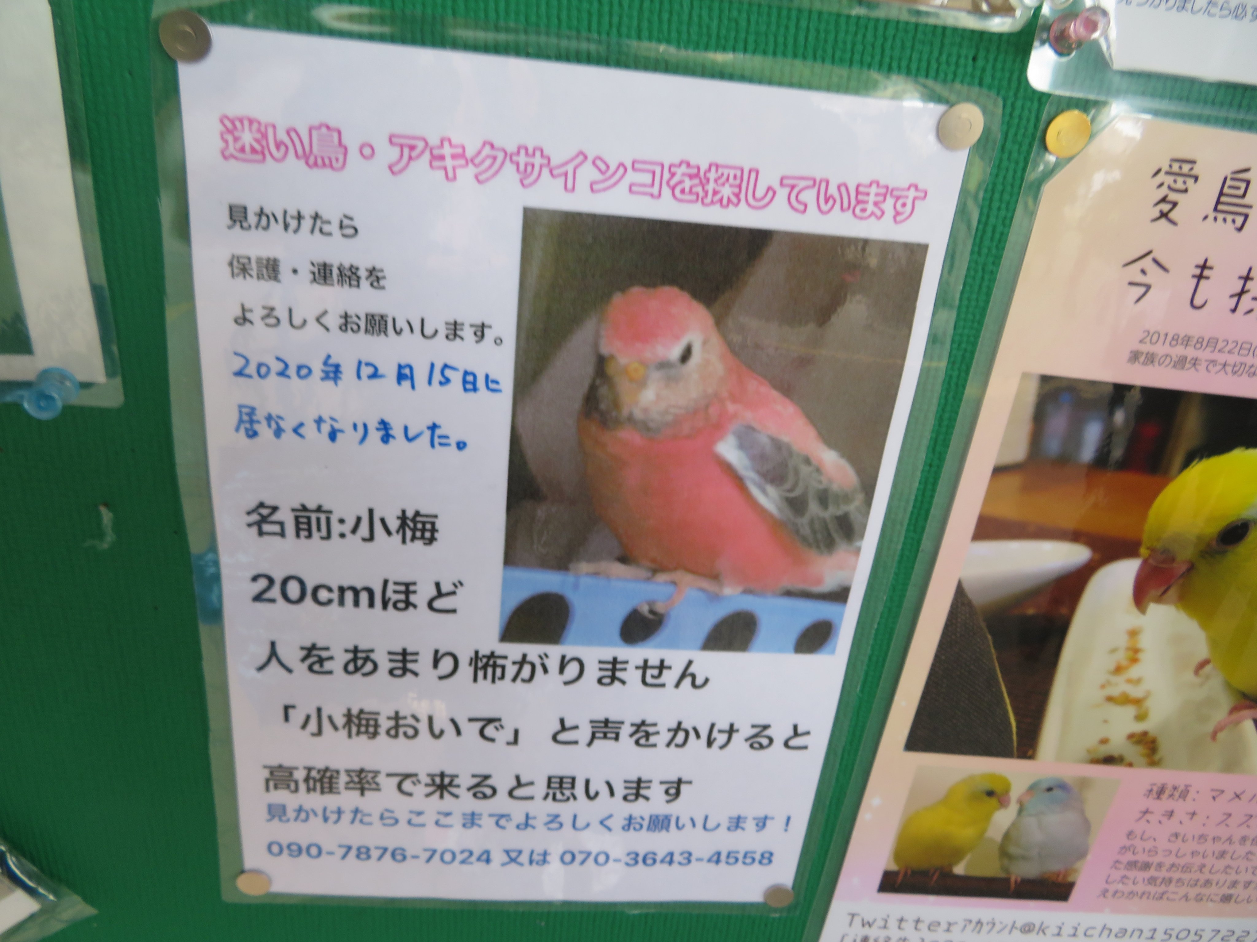 ピンクの鳥 Twitter Search Twitter