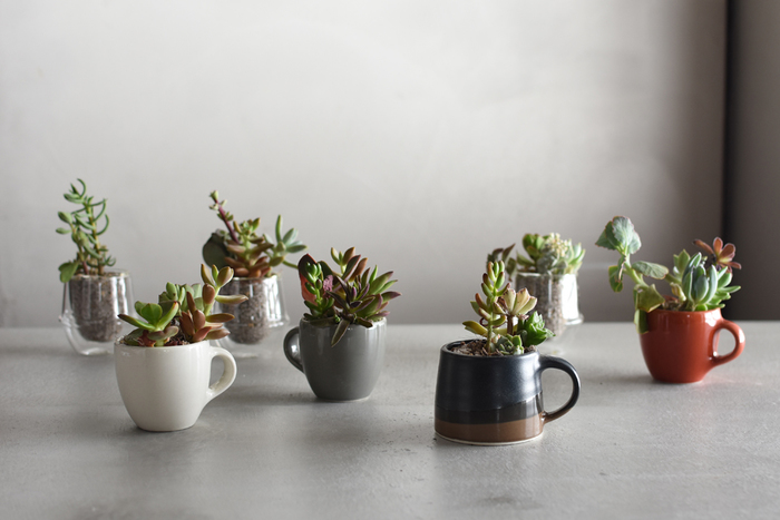 ট ইট র キナリノ公式 どの子を選ぶ ぷっくり可愛い サボテン 多肉植物 の育て方 T Co E50n T Co Rborhhhxmi ট ইট র