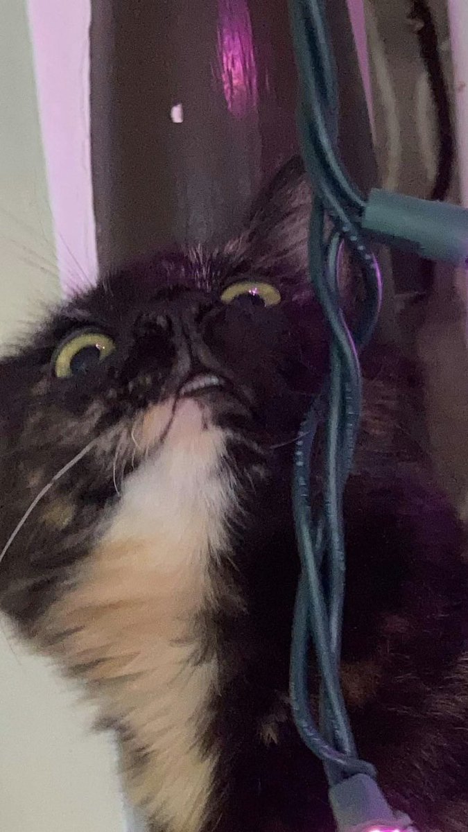 rumbleblu73's tweet photo. Her face 😭🤣 #kitty #kitten #funnykitten #funnycat #catface #christmas https://t.co/BvUrZkSQmx