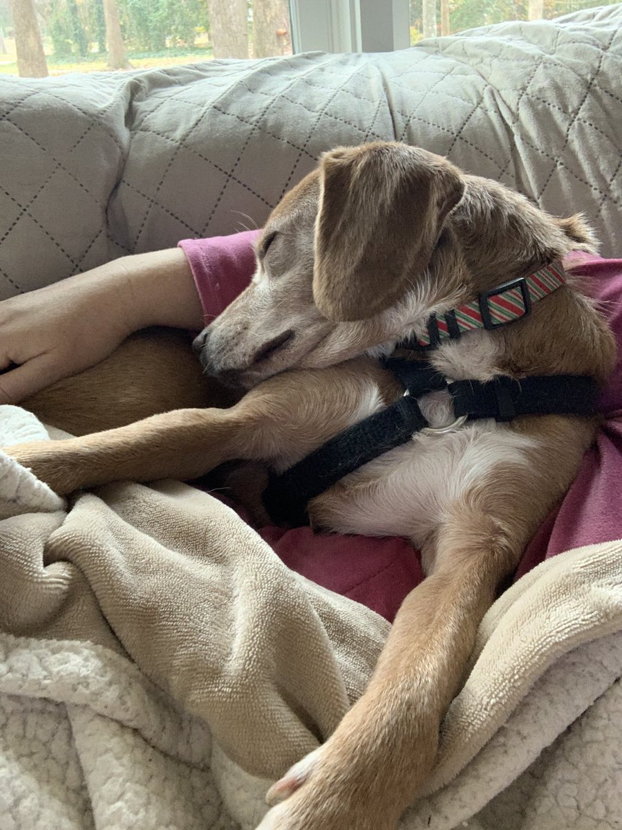 HaneyHounds's tweet photo. I’m behind in introducing foster, Higgins. He came to me from a sad situation where his owner died. He was very confused and traumatized from the ordeal, but is coming around and showing his sweet and silly self. https://t.co/43UpiYJeYp