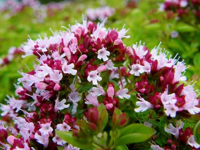 花 私が心から愛している 美徳 が一つだけある それは わがまま だ ヘルマン ヘッセ 19 世紀ドイツの小説家 ノーベル文学賞受賞者 今日の誕生花 オレガノ 花言葉 美徳 12時 ﾅｴ T Co Yajpktg4is Twitter