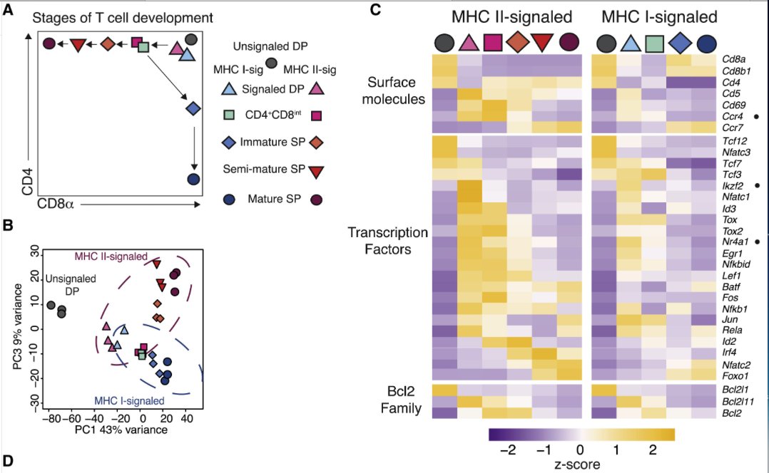 mmw_lmw's tweet photo. Mouse and Human αβ #T_Cell_Development | An Integrated Epigenomic and Transcriptomic Map | Rémy Bosselut @theNCI @ImmunityCP https://t.co/7OXyIdKigf https://t.co/tUfWHdH3cq