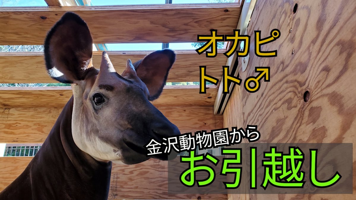 横浜市立金沢動物園 公式 先日 オカピ の トト が金沢動物園から上野動物園へ無事に移動しました 移動用の輸送箱へ入る場面から上野動物園に到着するまでの様子をブログと動画で紹介しています ブログ T Co Sryrxodwas Youtube動画