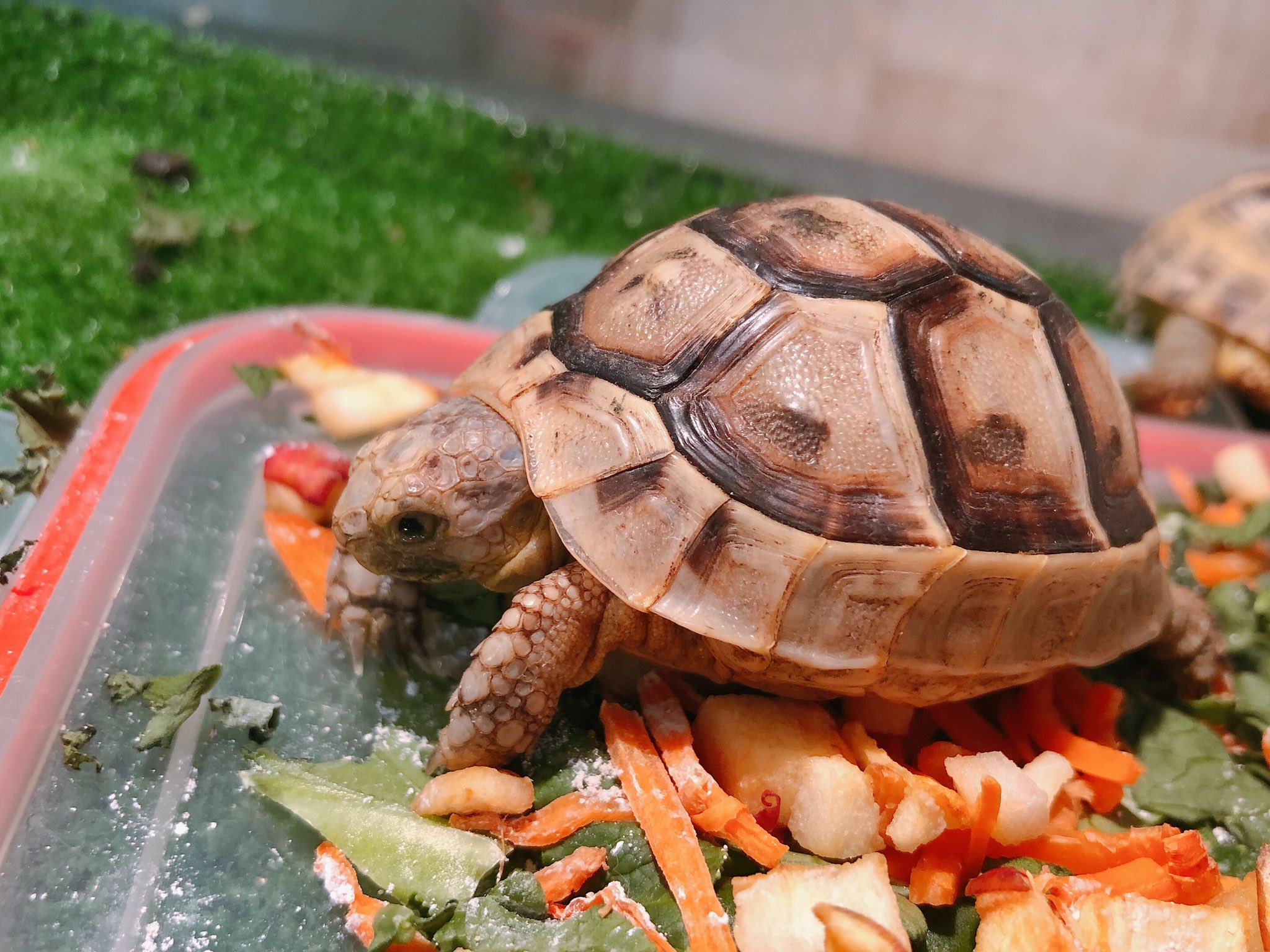 ふくろうカフェricky栃木店staff ギリシャリクガメ 一生懸命リンゴ小松菜ニンジンを食べています ご飯に気づけばがっつく子です 小さいながら沢山食べてくれるカメさんですよ リクガメ気になってる方ぜひ一度遊びにいらしてください しおり