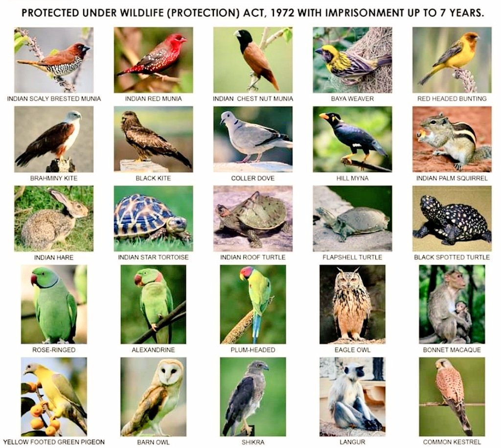AnkitKumar_IFS's tweet photo. Buying, selling or keeping the following Indian species as Pets is a punishable offence under the Wildlife (Protection) Act, 1972 with imprisonment up to 7 years. https://t.co/hwyOdnBMEc