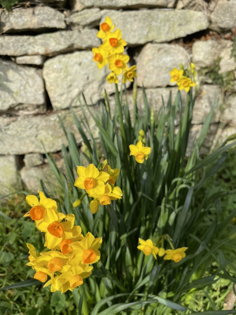 midgeure1's tweet photo. Even Mother Nature is done with 2020. Bypassed Xmas and jumped straight to spring....taken yesterday! https://t.co/YkX3XzxgTB