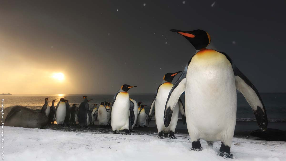 #WinterSolstice marks the official beginning of winter and is the shortest day of the year. What's your favourite thing about nature in winter? 🐧