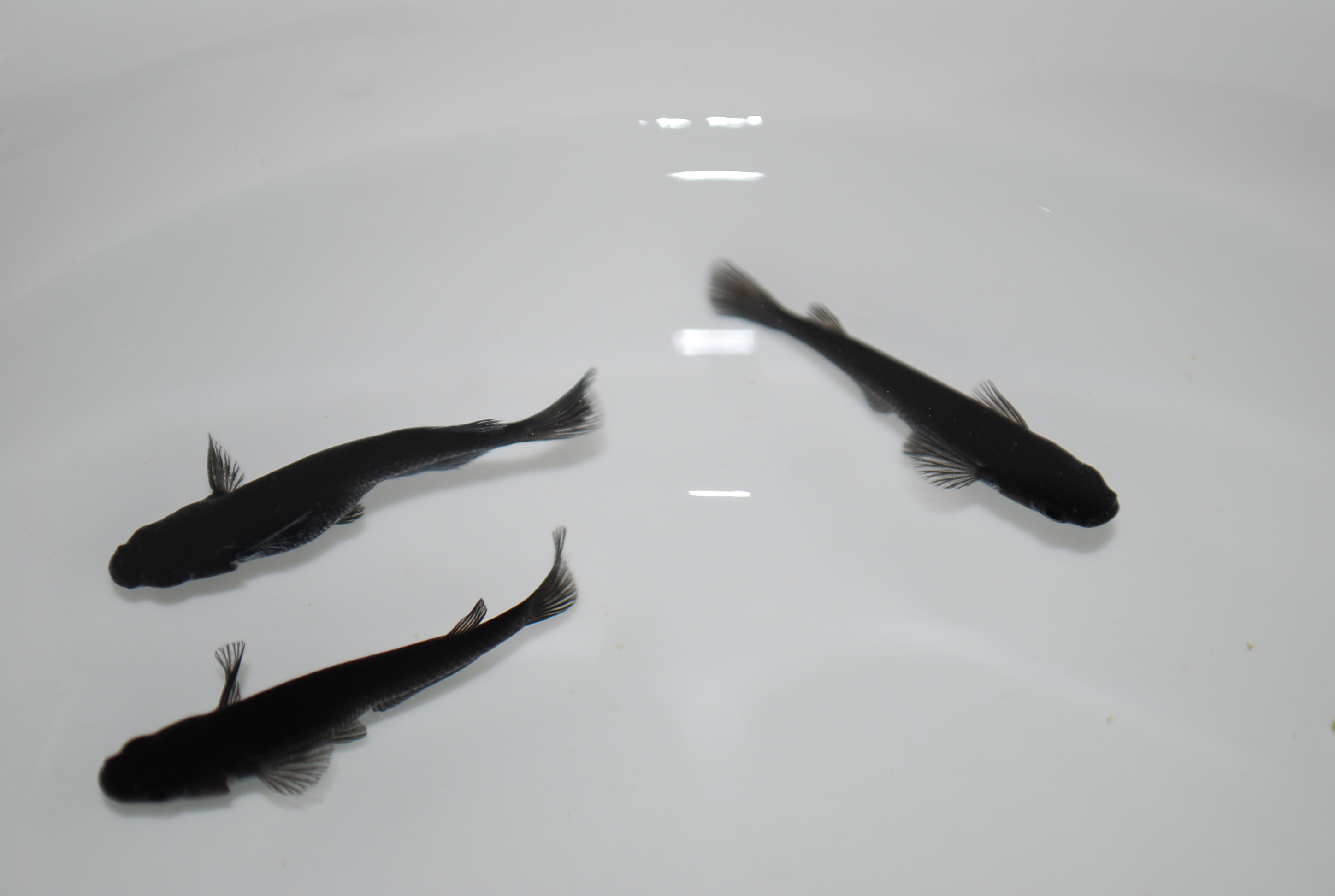長州夢めだか オロチかっこいいでえすねぇ ちょっと他のメダカよりも体が大きいのも かっこいいです オロチはなかなか卵を産んでくれないのが悩みでもありますが 今週末には サタンなど8種類が仲間入りする予定です 楽しみ楽しみ メダカ