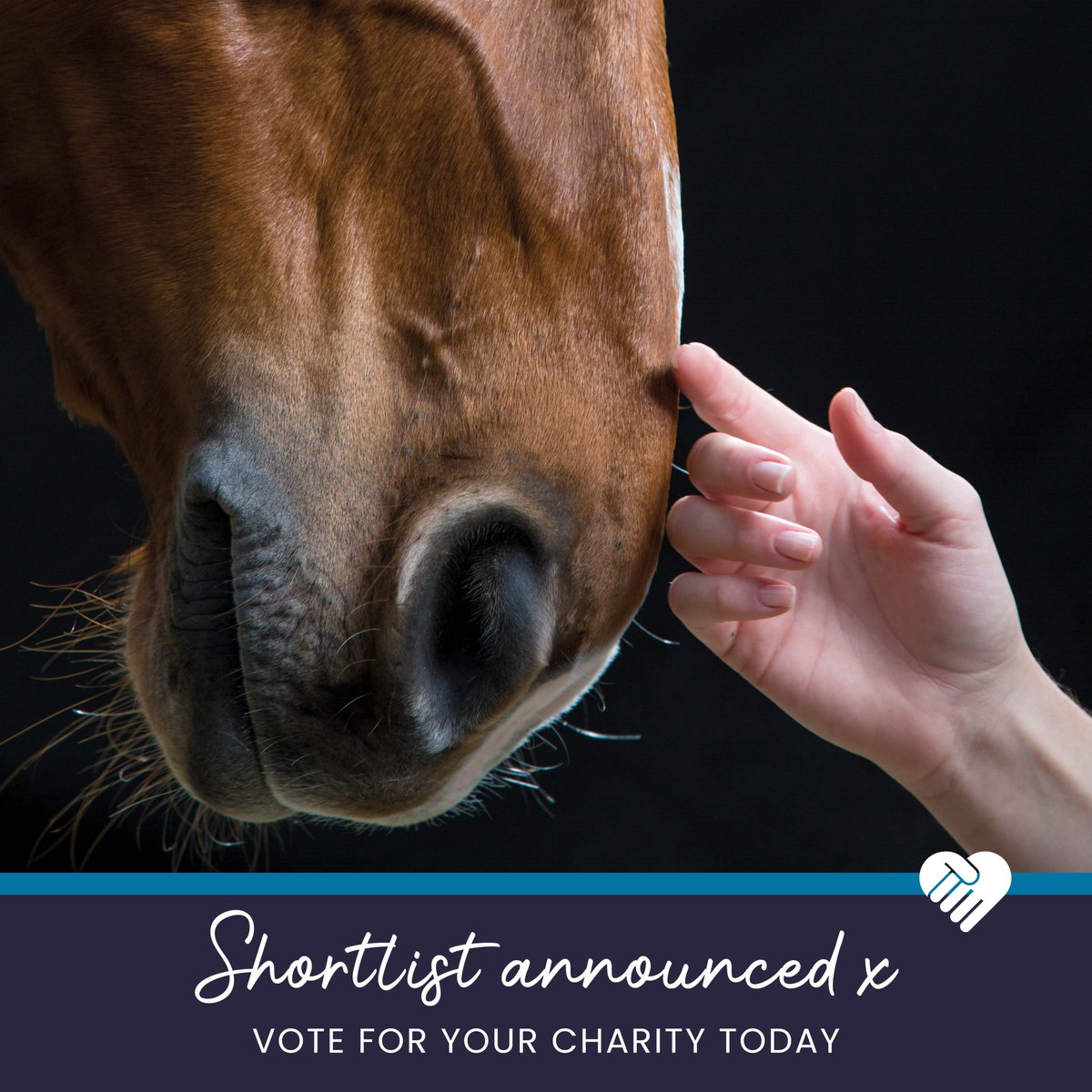 horsetrust photo