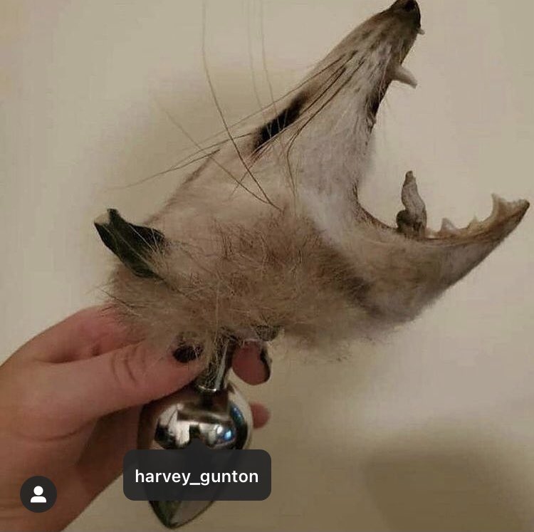 michaelSnorth_'s tweet photo. @backstrapped replace the possum with a capybara https://t.co/uvVkdr3LJO