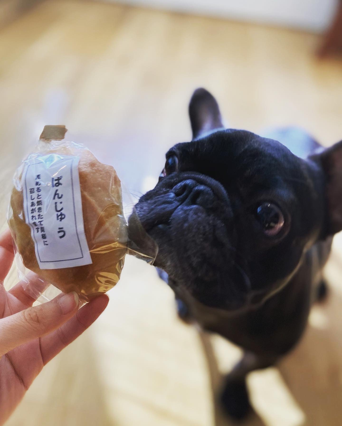 犬とパン Twitter Search Twitter