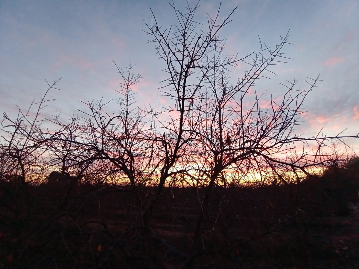 Spectacular dawn in our sleeping #pomegranate orchards #WinterWonderland #Mediterranean