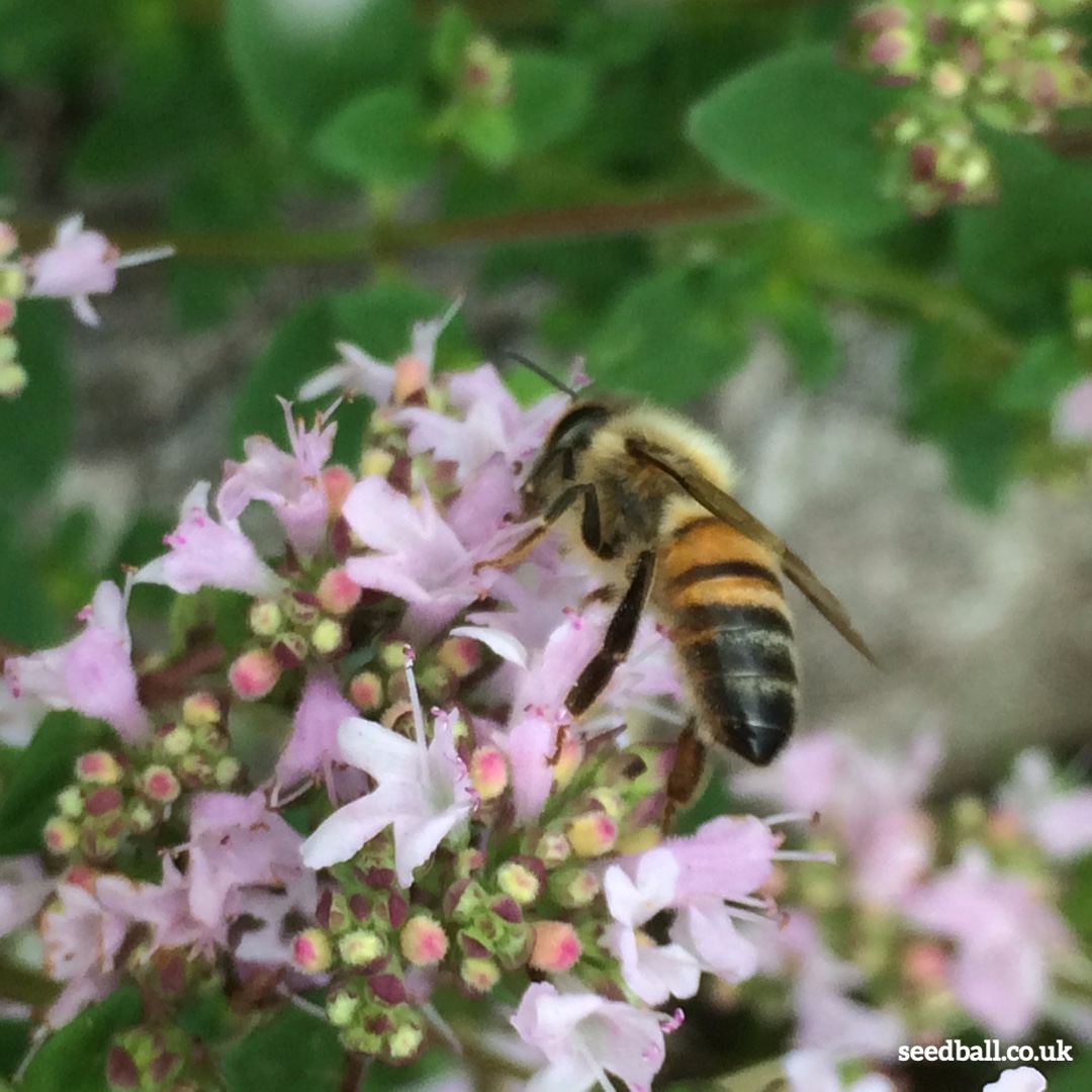 seed_ball's tweet photo. 2021 Goals - Feed The Bees π
Create a nectar rich patch of wildflowers to feed the bees. Seedball grab bags cover 5 metres or 25 medium sized pots.
https://t.co/fTbzwOQYMz
#BeesNeeds #FlowersForBees #RefillTheWorldWithPollinators #Bees #Beekeeping #Honeybee #Beebom #Feedthebees https://t.co/t5ZDj7qHPS
