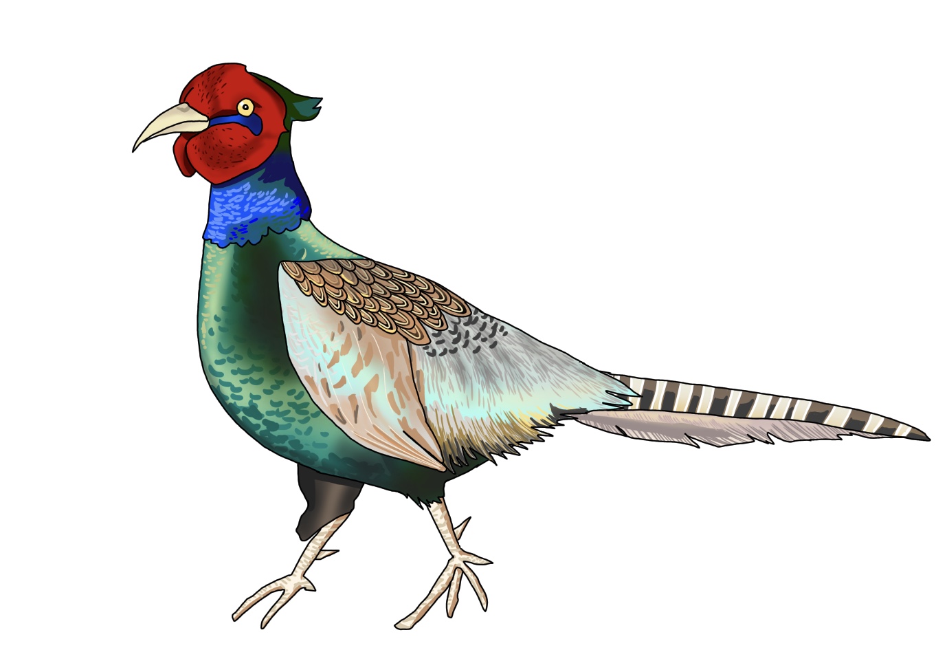 やまじあさこ キジ 雉 過去絵リメイク アイビスペイントのデジタル画 イラスト アイビスペイント みんなで楽しむtwitter展覧会 T Co Kv1tf2gfkl Twitter