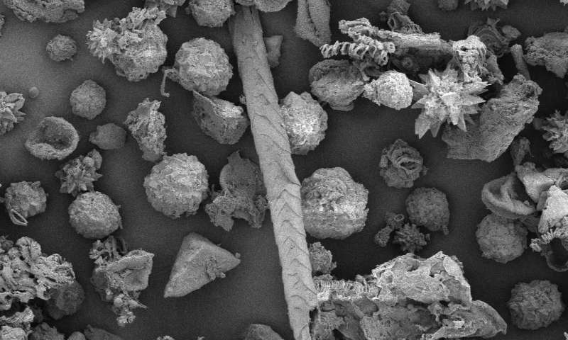 Researchers analyzed the intestinal contents of three mummies. One of the case studies is the Skiles mummy, a man who lived sometime between 1,000 and 1,400 years ago near the Rio Grande in modern-day Texas.Microscopy of minuscule plant remnants, pollen and animal remains