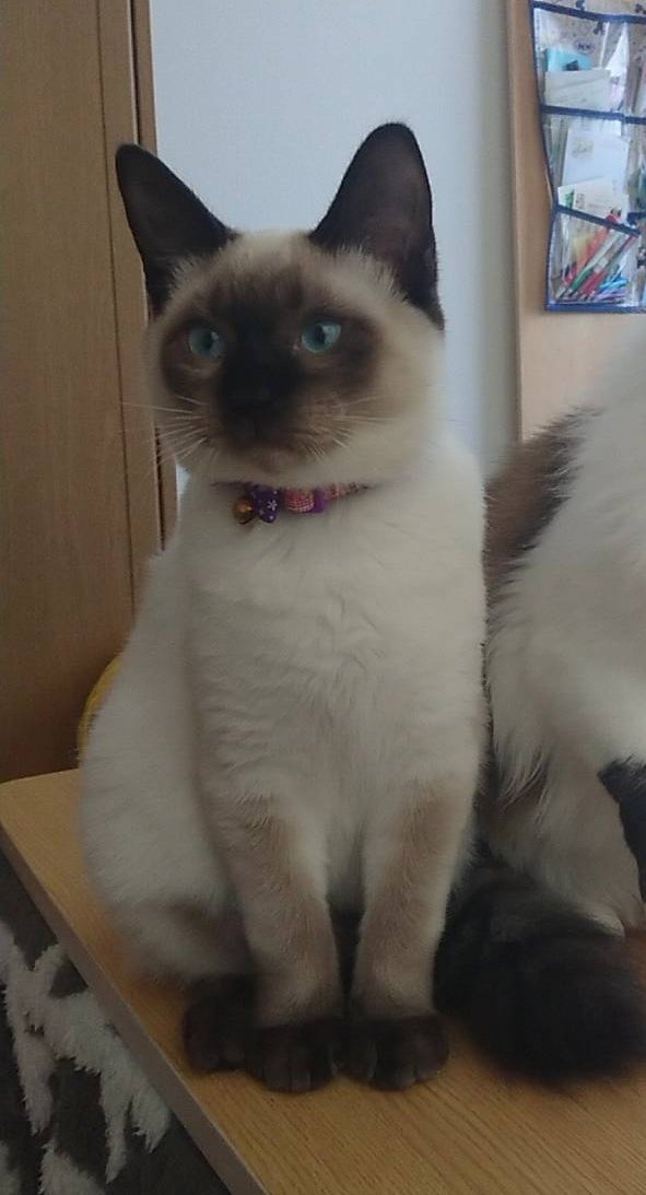 子猫の時は真っ白なシャム猫さんの毛色が成長で変わるのは遺伝子が特殊だかららしい お母さんのお腹ではホカホカ Togetter