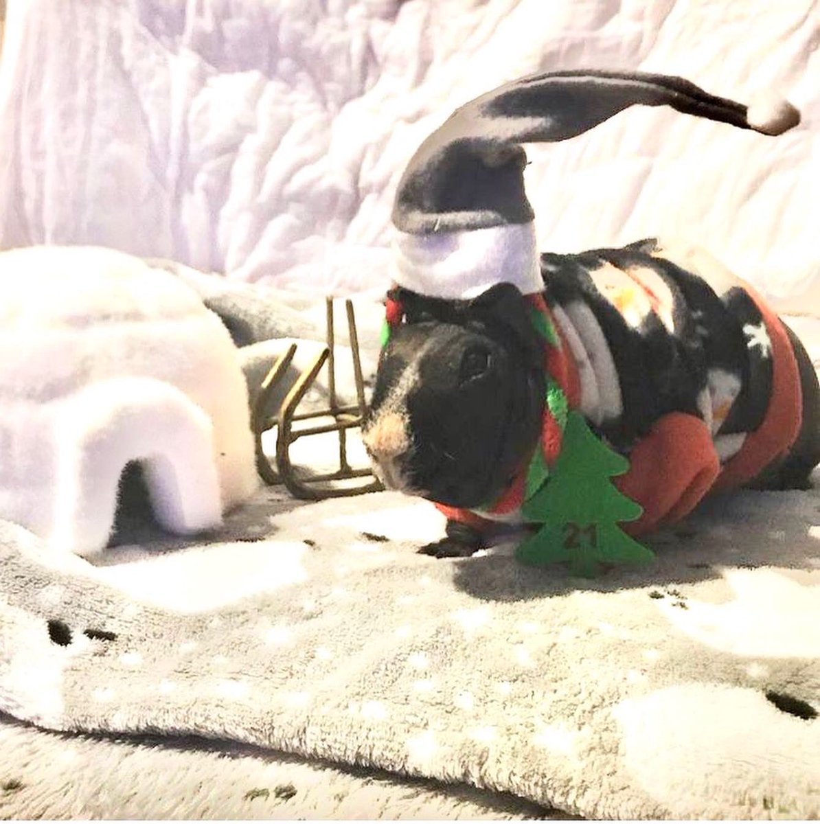 SwaggyZippy's tweet photo. On est le 21 décembre !!! Noël approche !!! #guineapig #cochondinde #cavia #cavy #cavylove #ours #igloo #luge #21 #december #hiver #noel https://t.co/AsIvPlJC6K