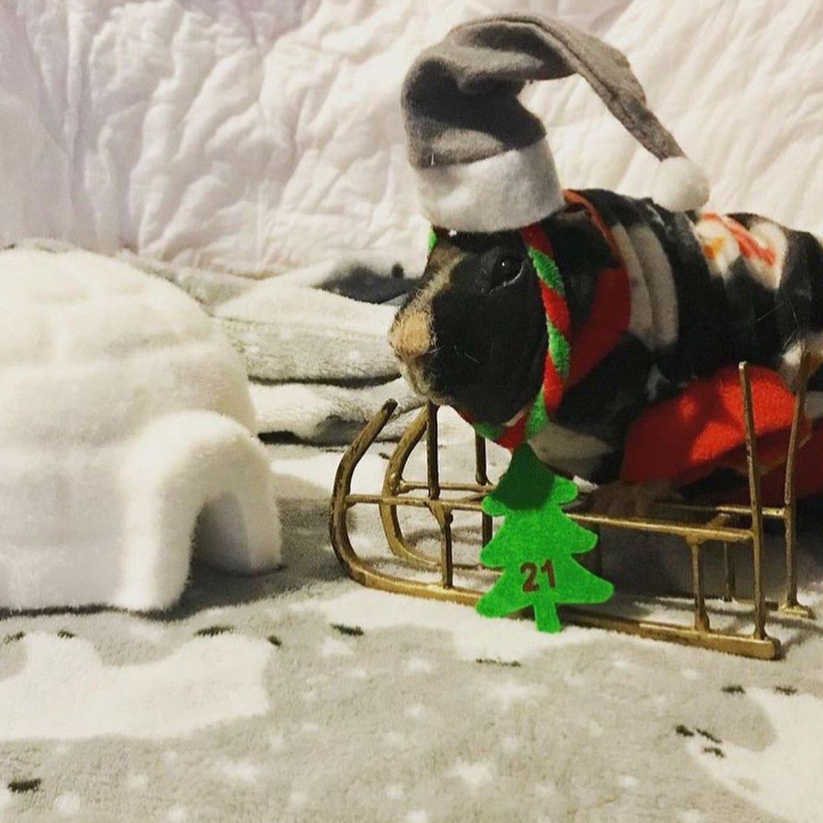 SwaggyZippy's tweet photo. On est le 21 décembre !!! Noël approche !!! #guineapig #cochondinde #cavia #cavy #cavylove #ours #igloo #luge #21 #december #hiver #noel https://t.co/AsIvPlJC6K