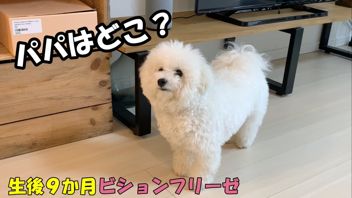 白いもふもふのうどん Bichon Udon Twitter