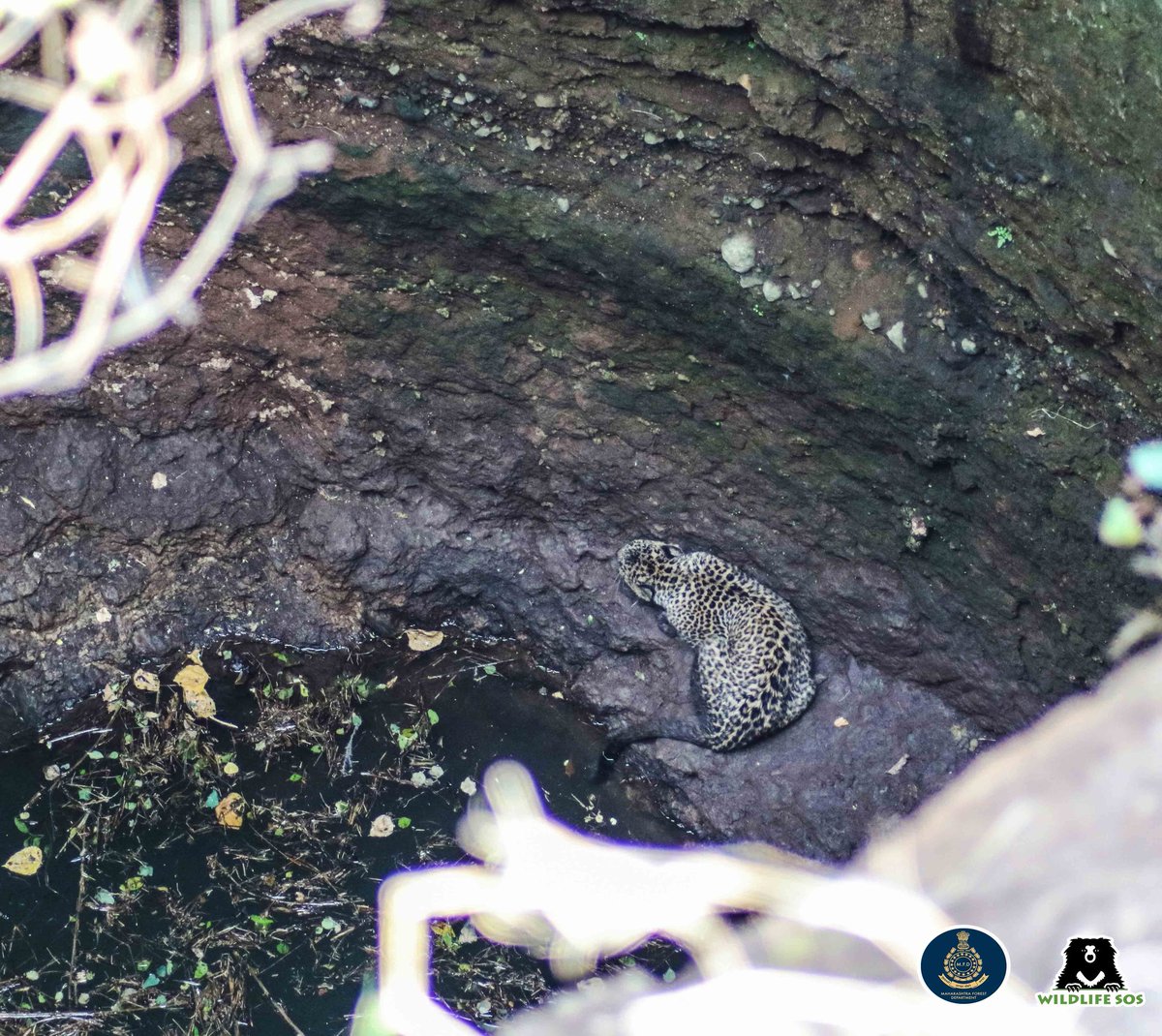 WildlifeSOS's tweet photo. A local farmer found a young leopard trapped in a 70 foot deep well in Ballalwadi located in #Junnar sub-division of #Pune district on Saturday morning. 

The leopard was rescued by #WildlifeSOS &amp; the #MaharashtraForestDepartment and is currently under medical observation. https://t.co/6JKxIAzYTW