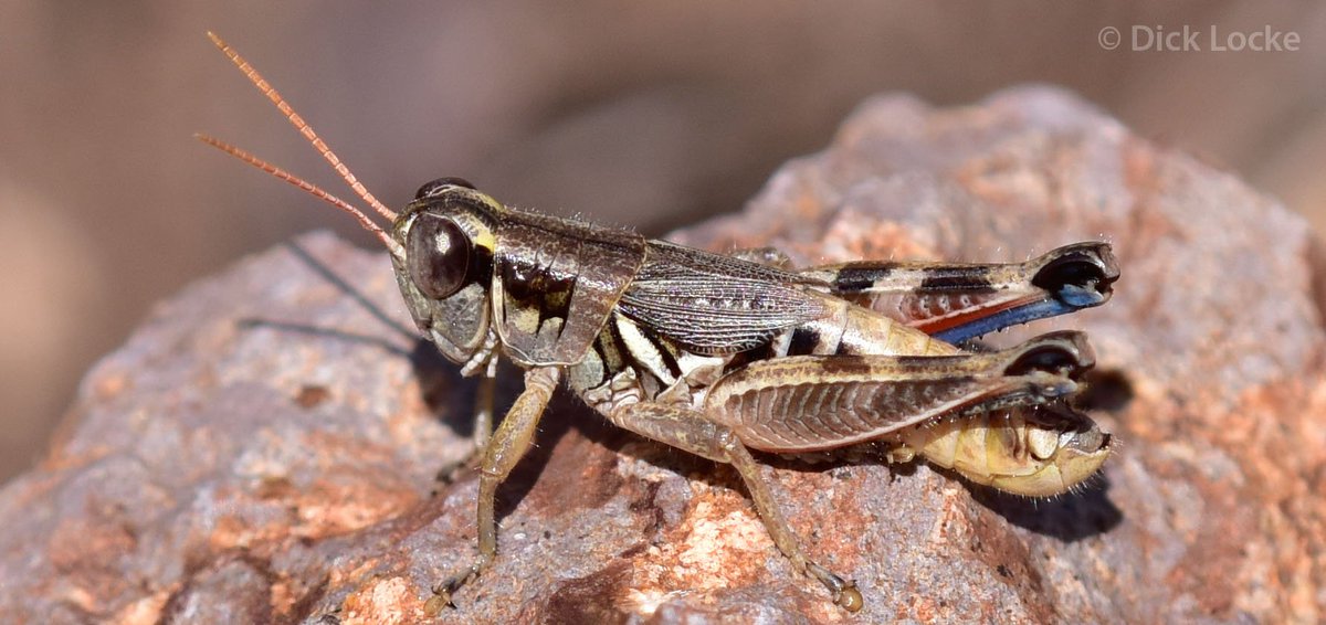 Infected with the parasite-carried Chagas disease, the man's colon swelled to six times its normal diameter. For the last months of his life the man starved. The final meals he did consume consisted entirely of grasshoppers. His family or community took care to take off the legs.
