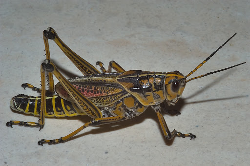 Karl Reinhard, professor in the School of Natural Resources at the University of Nebraska–Lincoln: "So they were giving him mostly the fluid-rich body... In addition to being high in protein, it was pretty high in moisture. So it would have been easier for him to eat..."