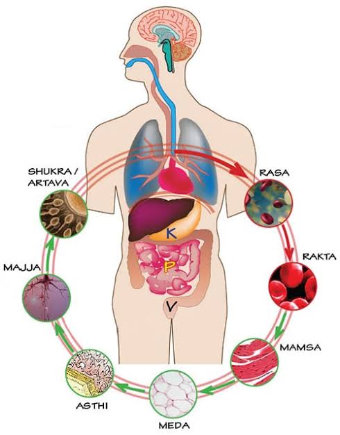 In ayurveda role of Sapta Dhatu is prime in building up the body tissues and digesting food and breaking its essence into 7 different body structure.When you are dealing with medical astrology one should have thorough understanding on Sapta Dhatu & its reltion with 7 planets.