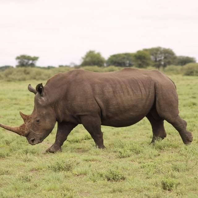 explorebots's tweet photo. It's time to be personal with your favourite #wildlife.
Did you know that #Khama #Rhino Sanctuary is one of few refugee for animals?
Photo credit: Kenneth Kaputu
#explorebw #Rhino #Holidays #ilovebotswana https://t.co/PmFMpOGyZO