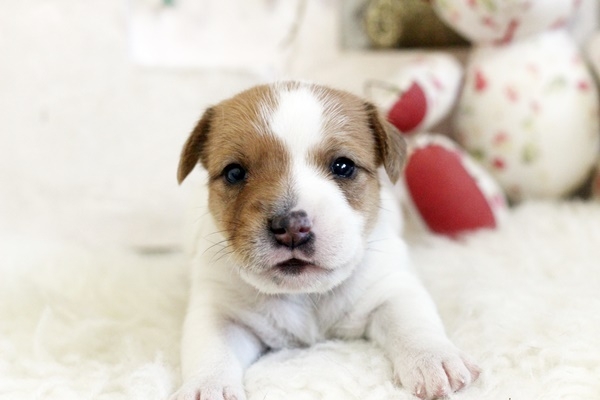子犬の窓口 新着子犬情報 可愛いジャックちゃん ジャックラッセルテリア 佐賀県 268 000円 オス タン ホワイト 生後24日 T Co Uicfoyxlyc 子犬の窓口 新着子犬情報 可愛いジャックちゃん ジャックラッセルテリア 佐賀県 268 000円 オス タン ホワイト 生後24日 T Co Uicfoyxlyc