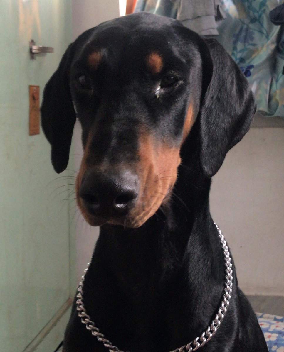 iamnemo13's tweet image. #simba #posingforthecamera #petlovers #pictureoftheday