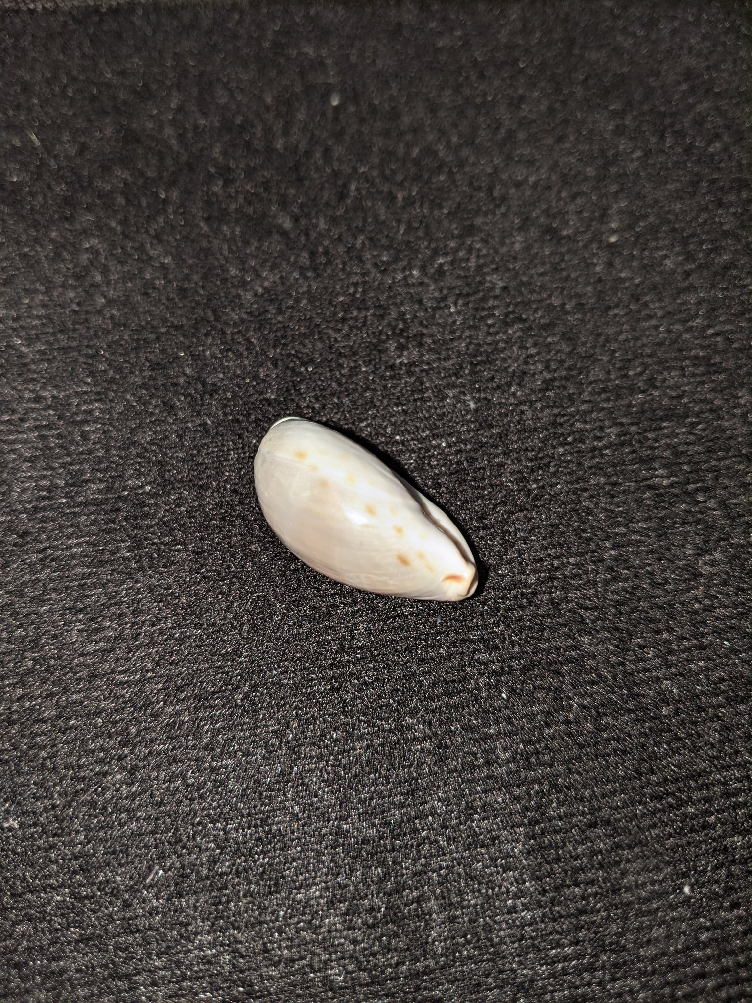 カプリアス うーん オミナエシダカラの亜成貝だと思うんですがどうでしょうか 教えて貝の人 T Co Jgdl1fzwl3 Twitter