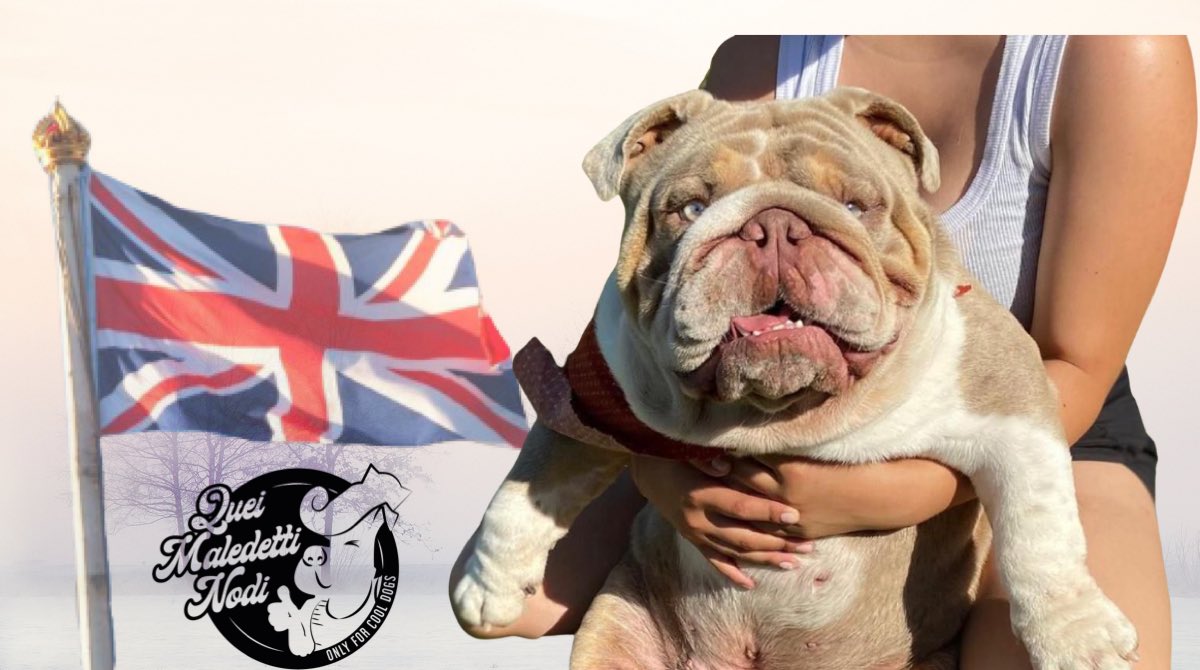 QueiMaledetti's tweet photo. Perché solo uno? #bulldoginglese #Bulldog #abbracciauninglese https://t.co/MbSLIsQIkU
