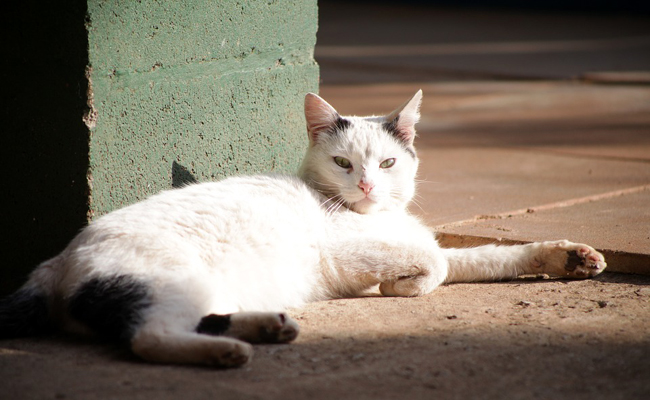 lemagduchat's tweet photo. Les maladies de peau courantes chez le chat https://t.co/pj98GMIQE7 https://t.co/XI6AmjqxvP
