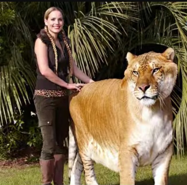 LARGEST LIVING TIGER.