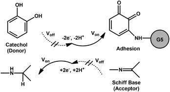 and_scientific's tweet image. #Catechol adhesives are limited to two-part curing designs. For the first time, a one-pot catechol adhesive is demonstrated with multiple modes of external activation: self-curing, electrocuring, substrate, and two-part curing.
Visit our Journal Home Page:
tsijournals.com/journals/scien…