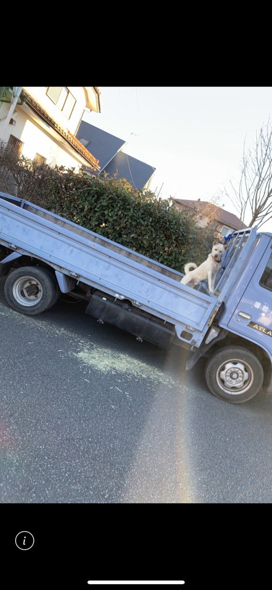 kazutoshi9191's tweet photo. 拡散して頂きました迷い犬の件ですが先程飼い主さんから連絡があり無事に飼い主さんの元へ帰りました。5日も一緒に居たので少し寂しいですが無事に返せてほっとしてます。沢山の方に協力して頂きは感謝致します。自宅まで餌を届けくれたり、近所に聞き込みしてくれたり本当にありがとうございました https://t.co/CNohXSsRnX