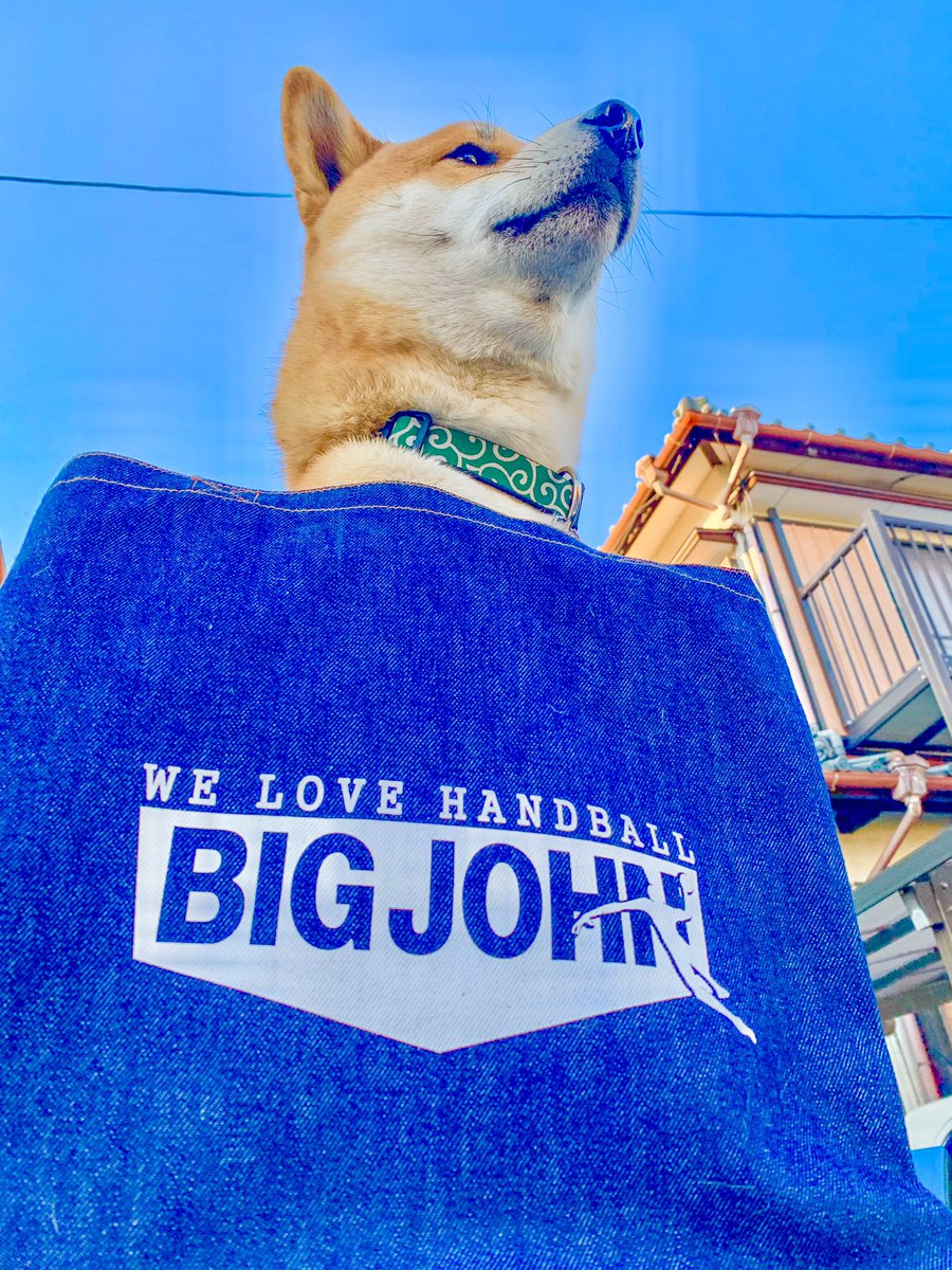 YanoSeven's tweet image. 今日は遅くなっちゃったけど凛々し目なレオ様

このバッグは、どんだけ書類を詰め込んでも、よれたりしませんよーだ！
Macとかも余裕で持ち運べちゃいますますよーだ！
って顔をしてます（笑）

#岡山デニムトートバッグ
#ジャパンデニム

気になったら @kiyo3sugimoto オカンにコメントしてちょー♪